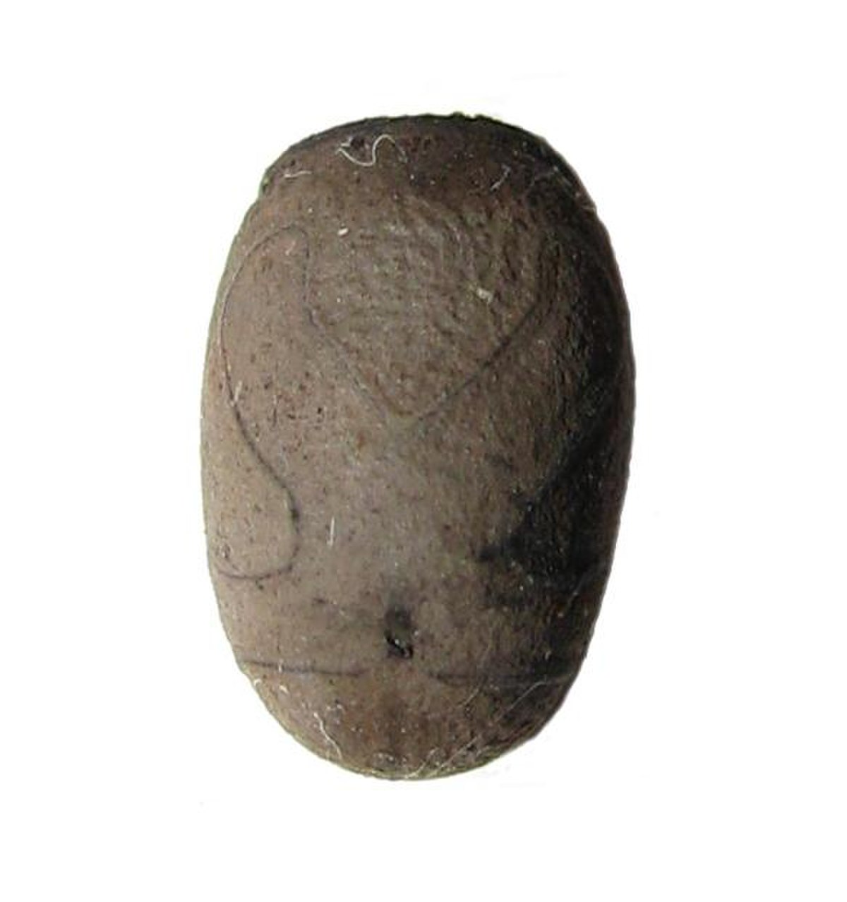 Egg of Heteropteryx dilatata.JPG