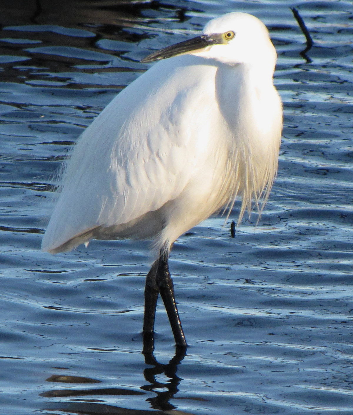 Aigrette garzette