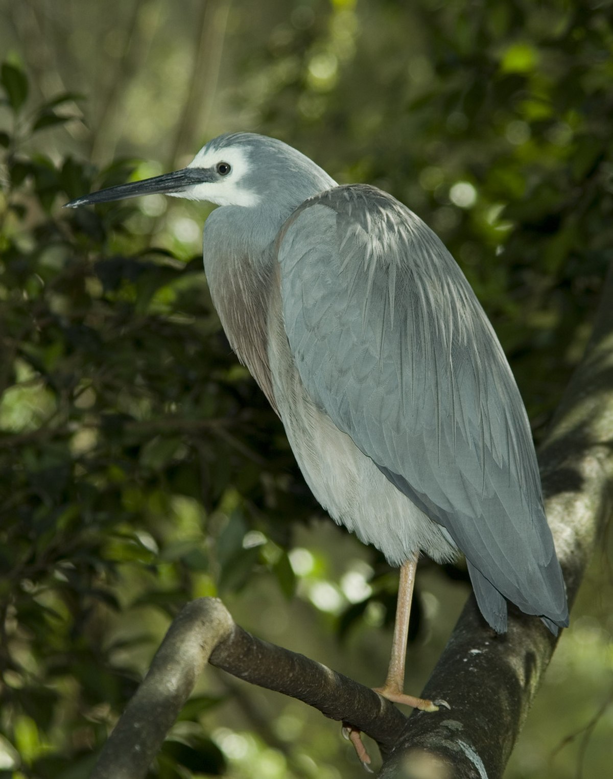 Aigrette à face blanche
