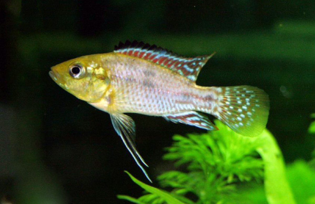 Pseudocrenilabrus