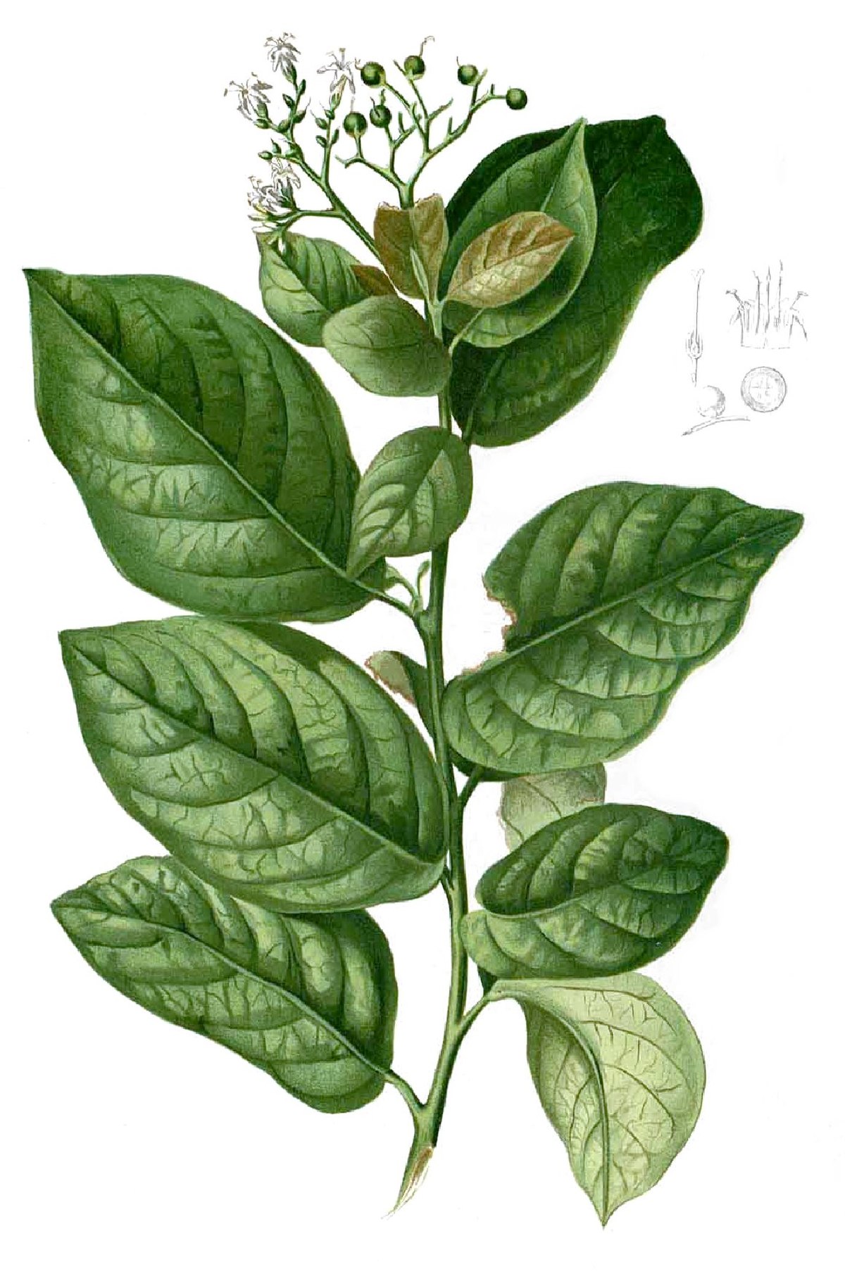 Ehretia