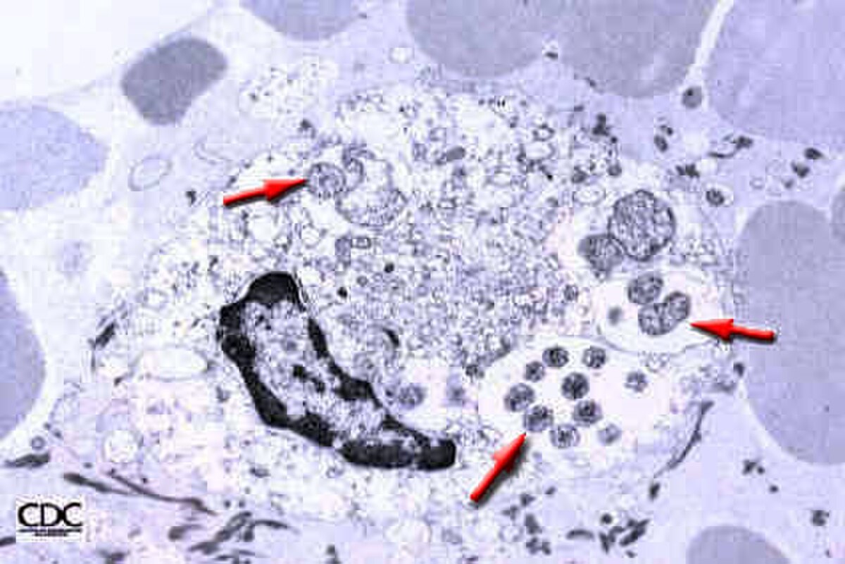 Ehrlichia