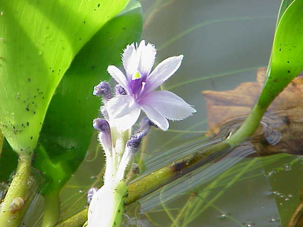 Esteros del Iberá