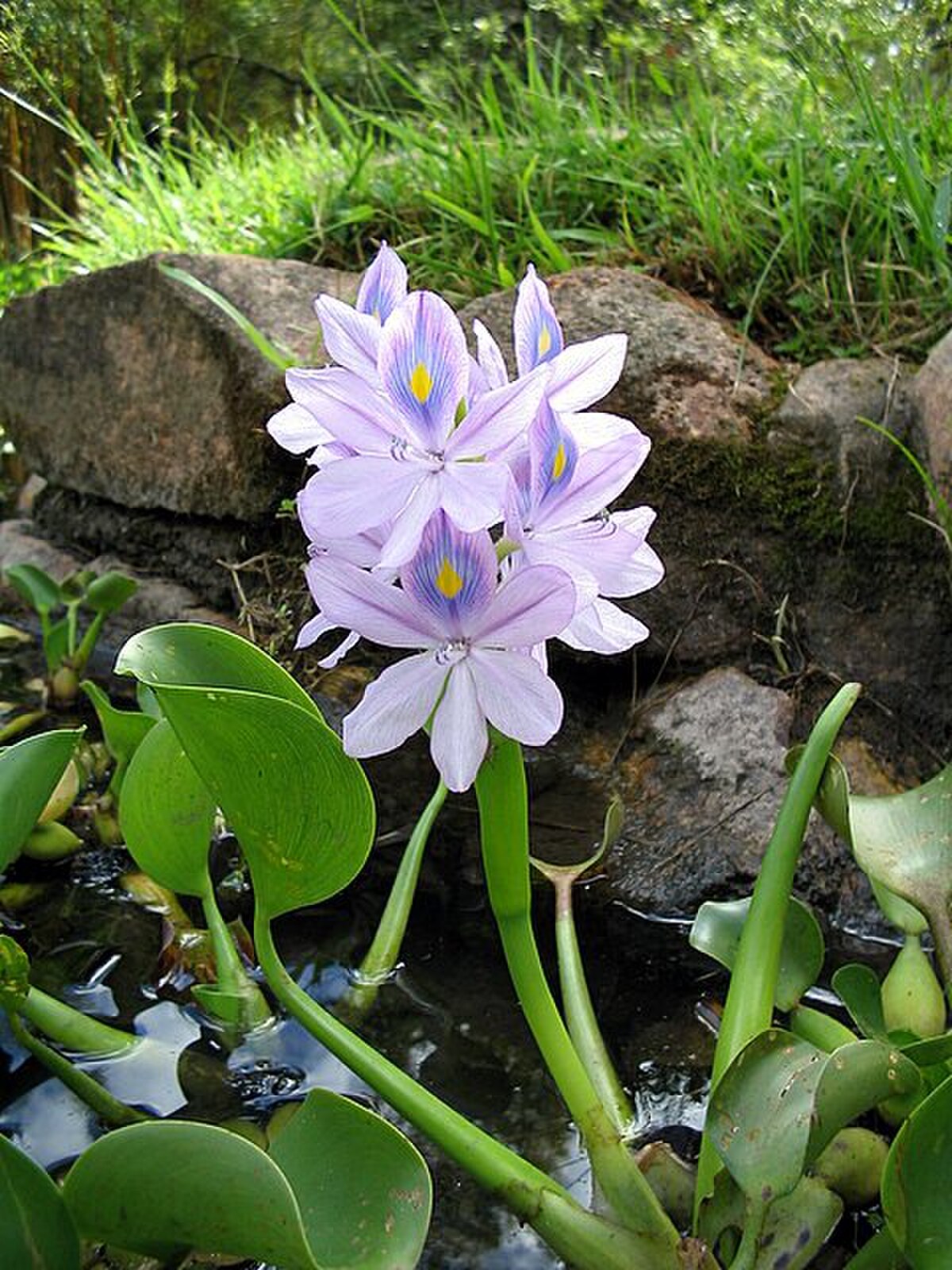 Pontederiaceae
