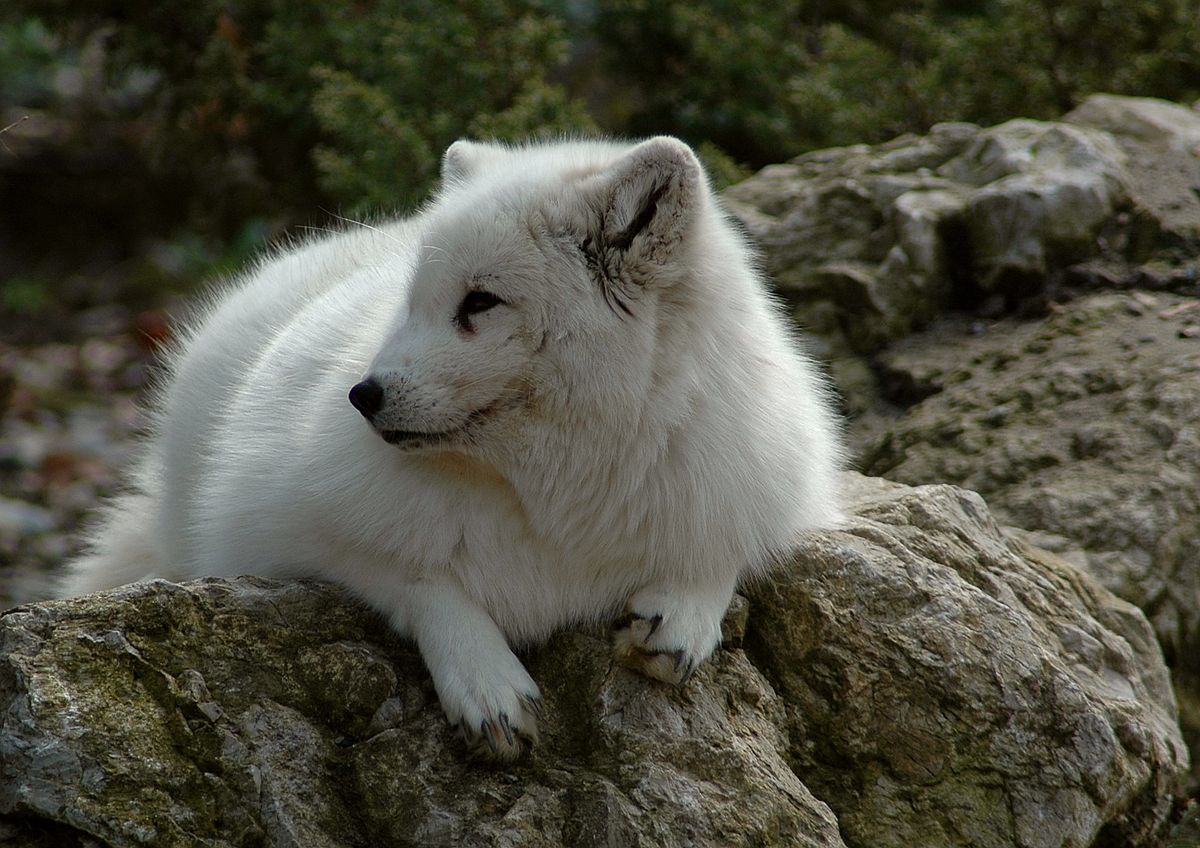 Renard polaire