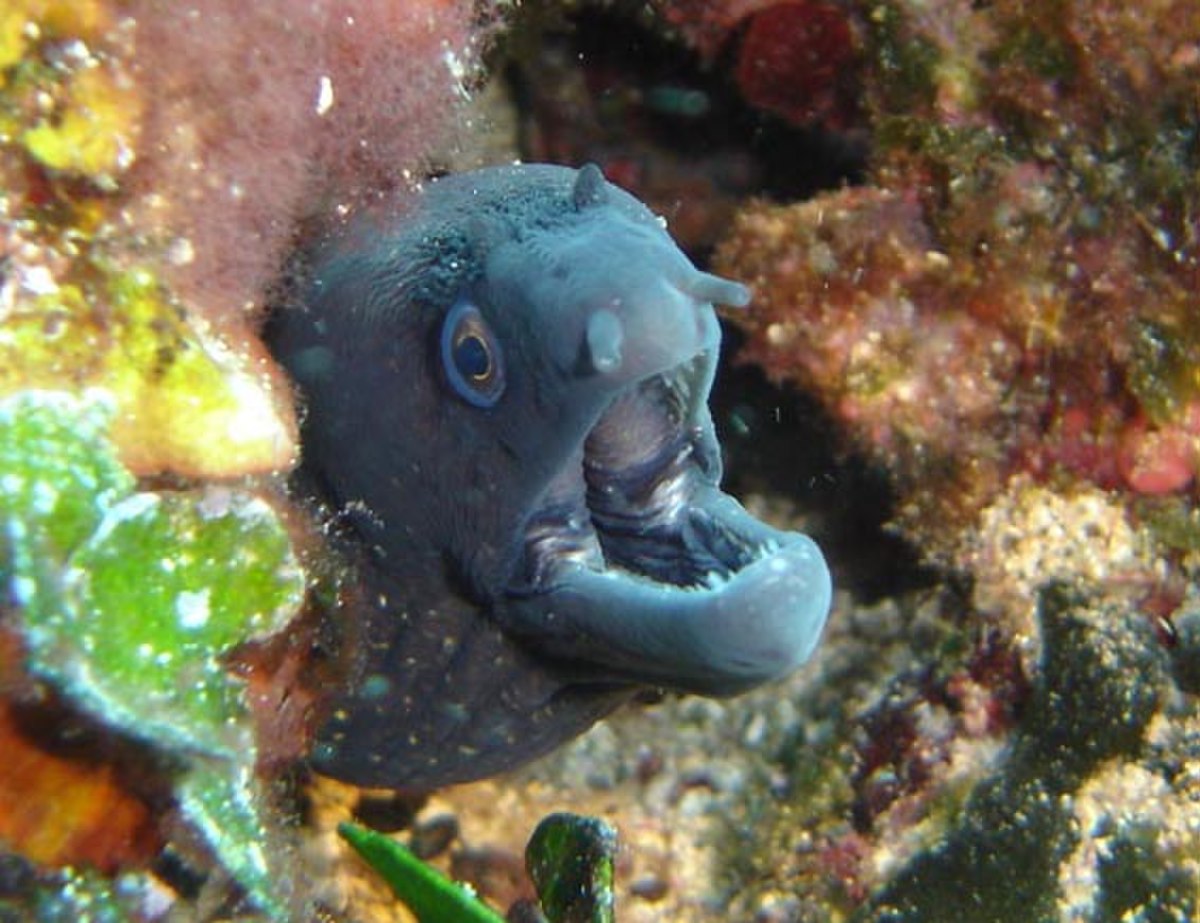 Muraenidae