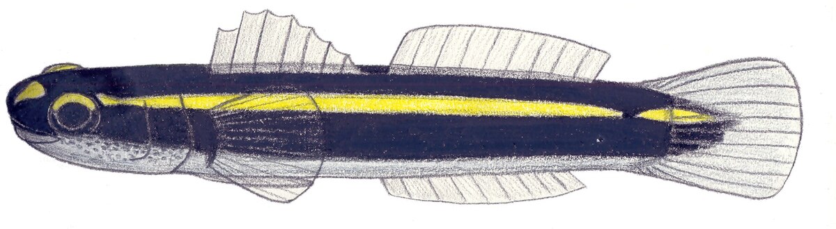 Elacatinus atronasus