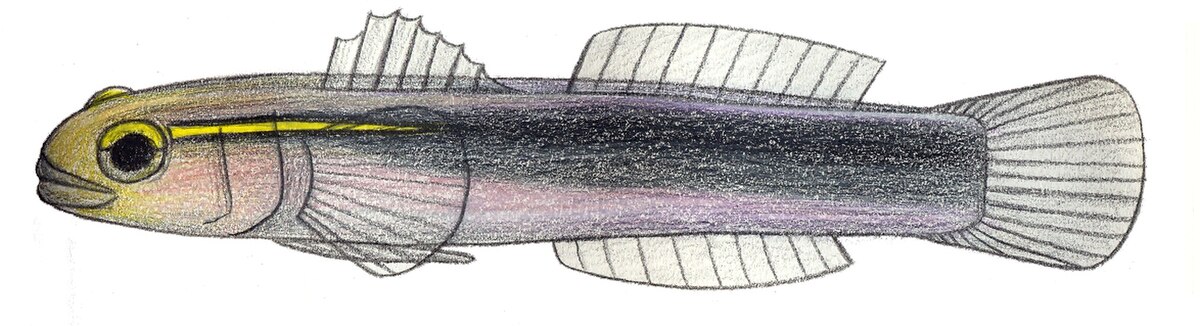 Elacatinus chancei
