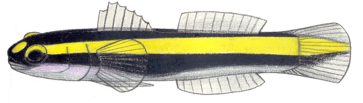 Elacatinus figaro