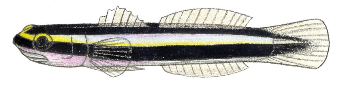 Elacatinus genie