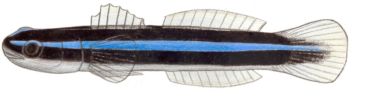 Elacatinus oceanops