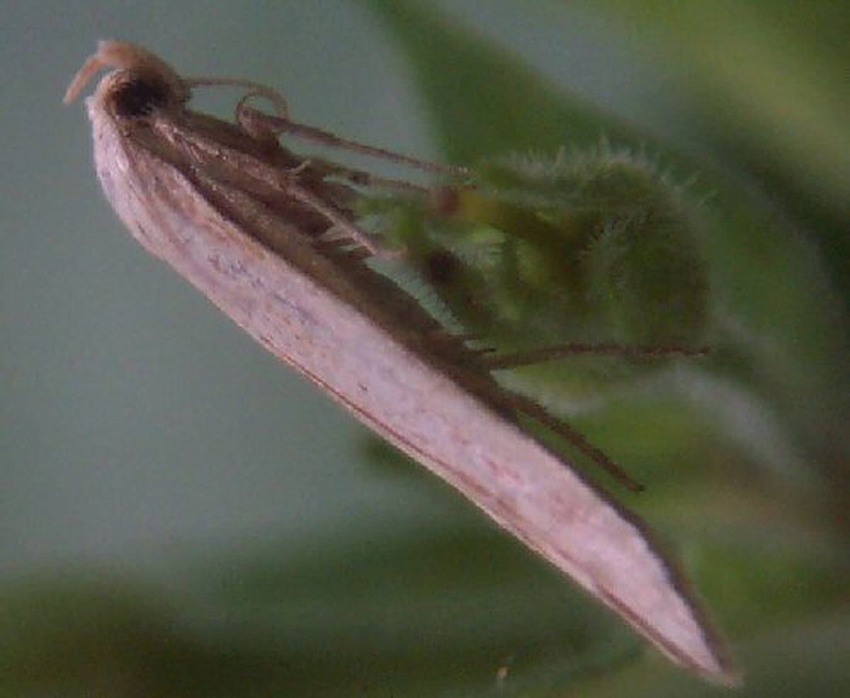 Elachista