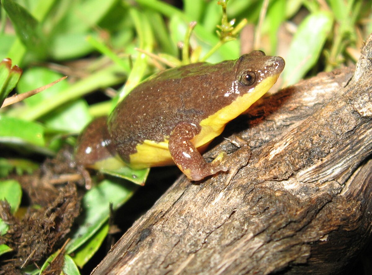 Elachistocleis bicolor