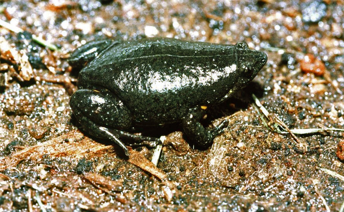 Elachistocleis ovalis