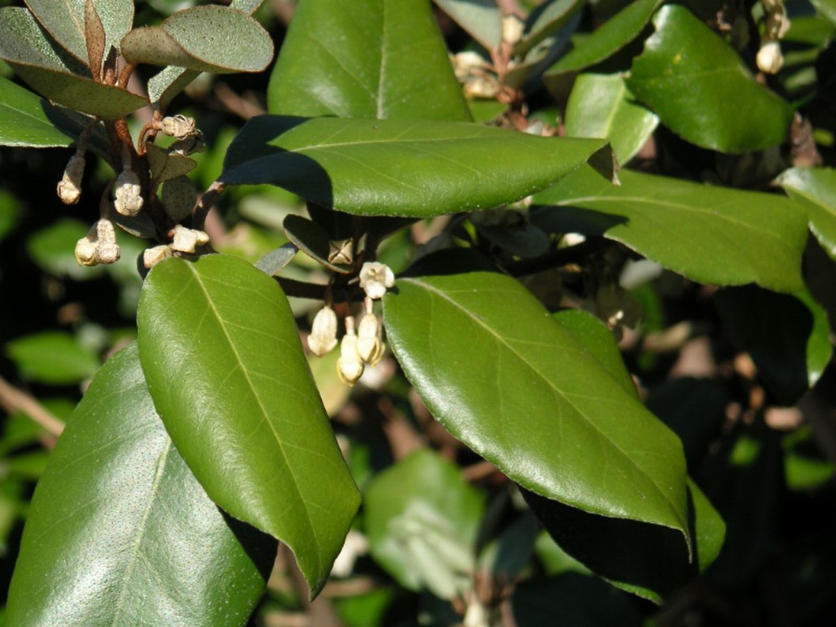 Elaeagnus