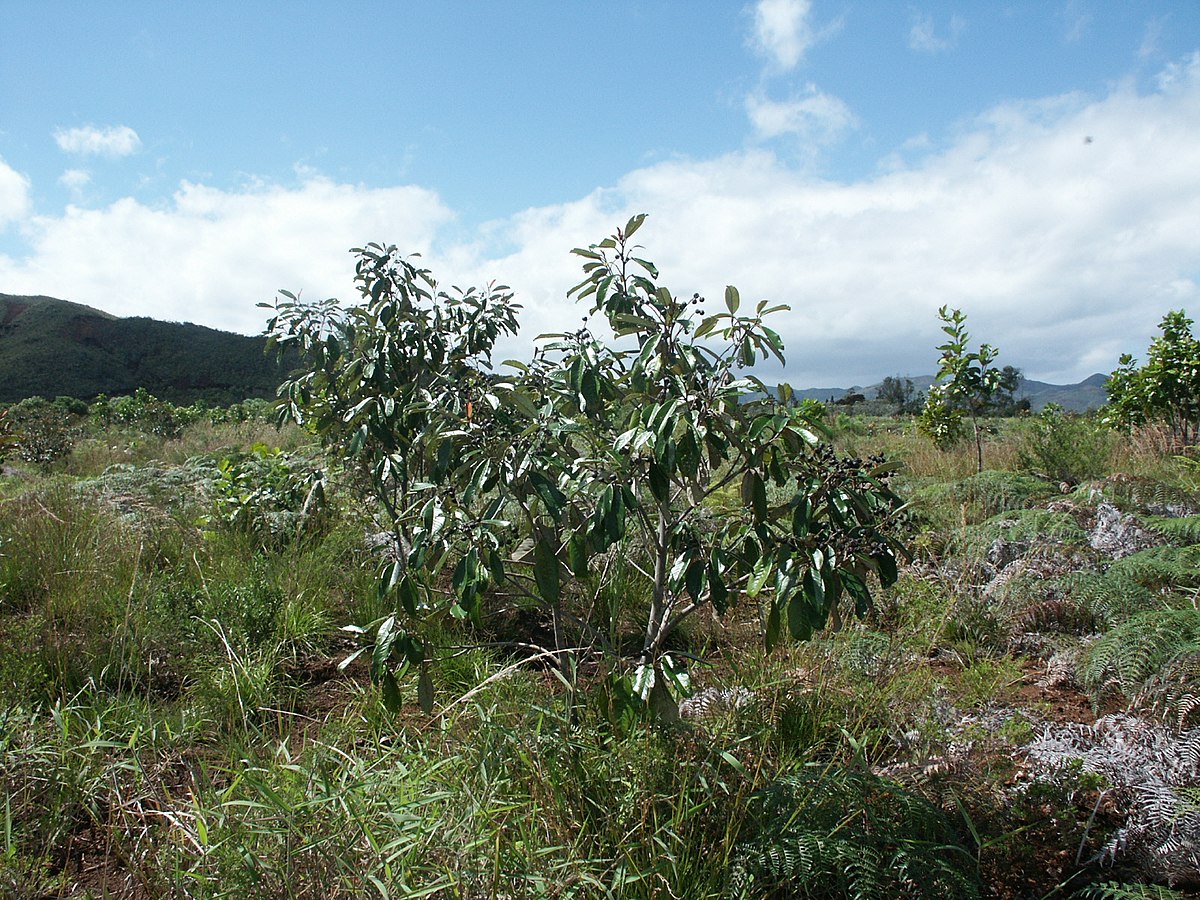 Elaeocarpus angustifolius