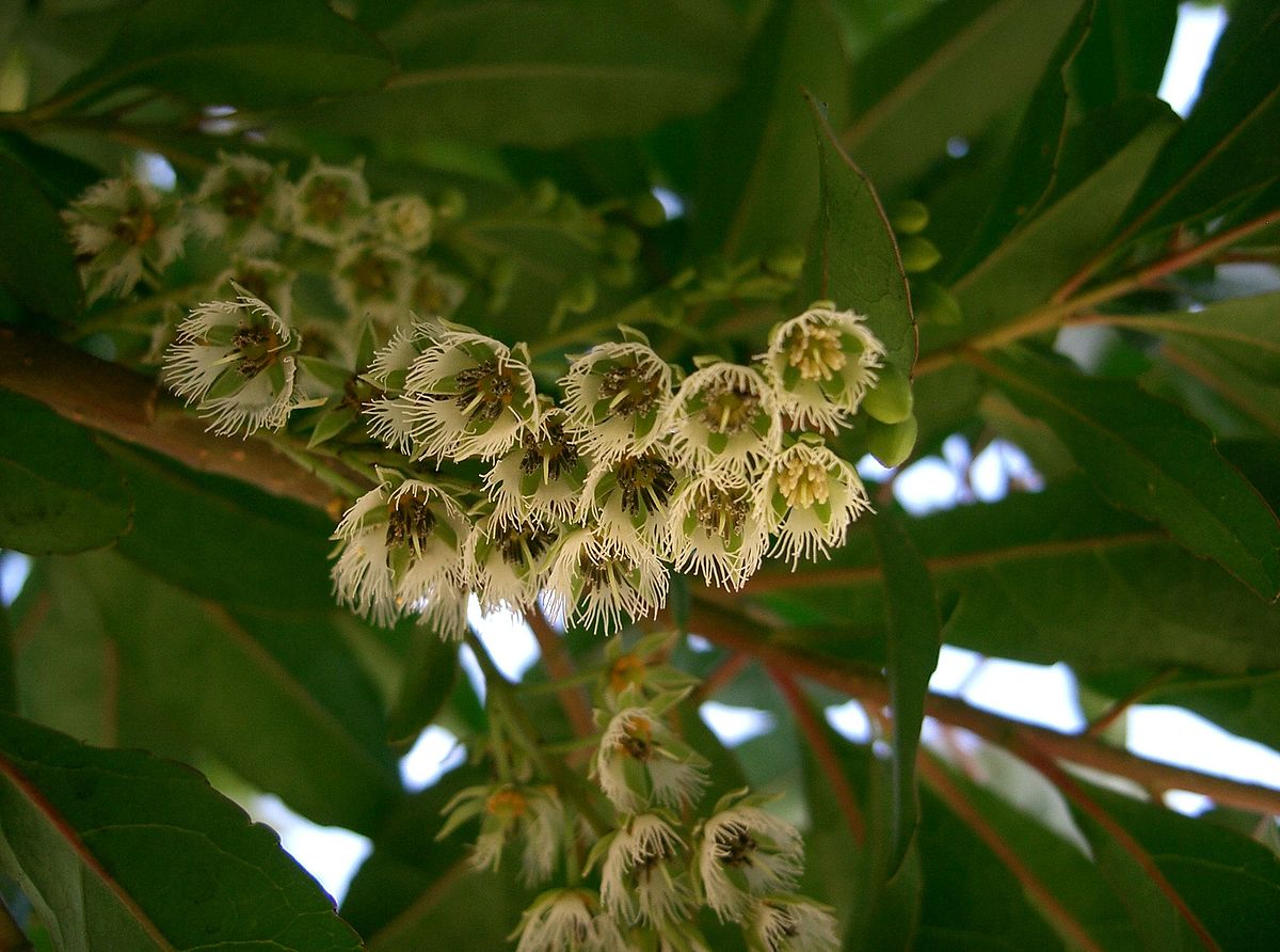 Elaeocarpus