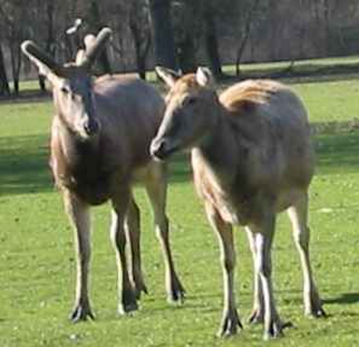 Cerf du père David