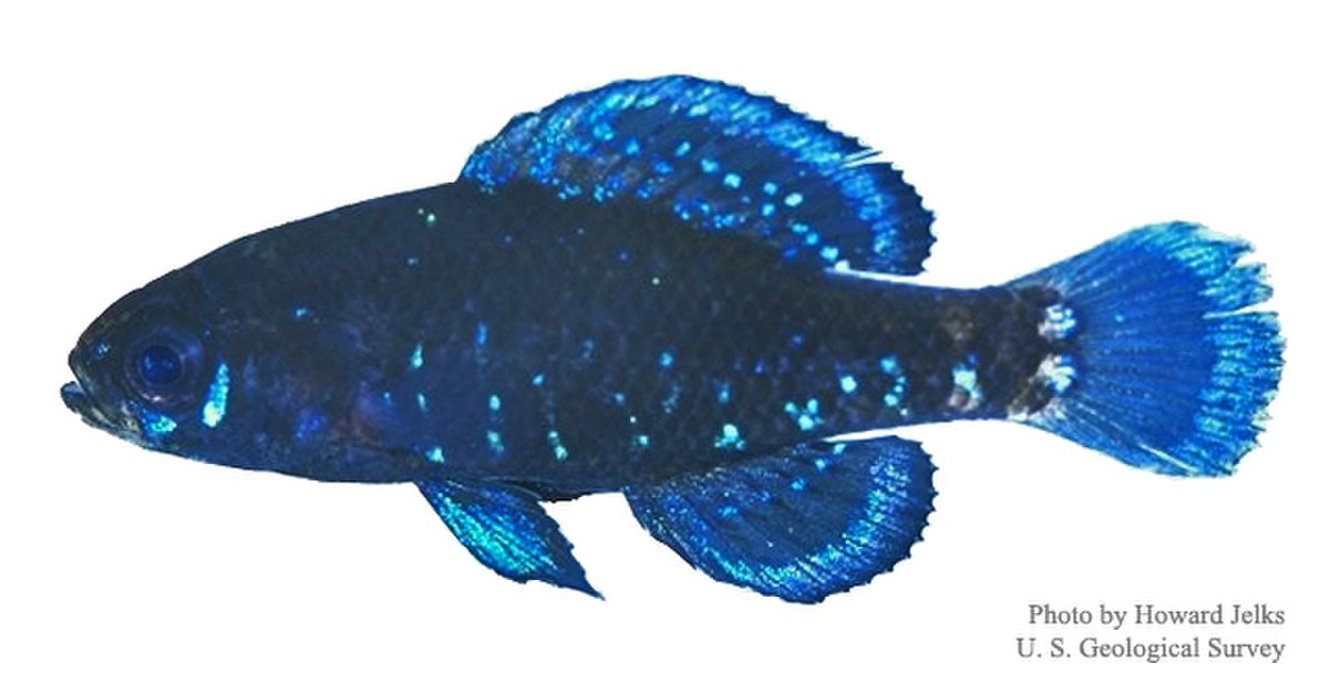 Elassomatoidei