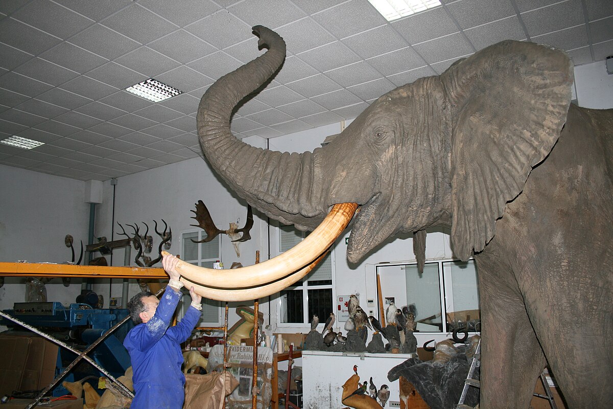 Taxidermie