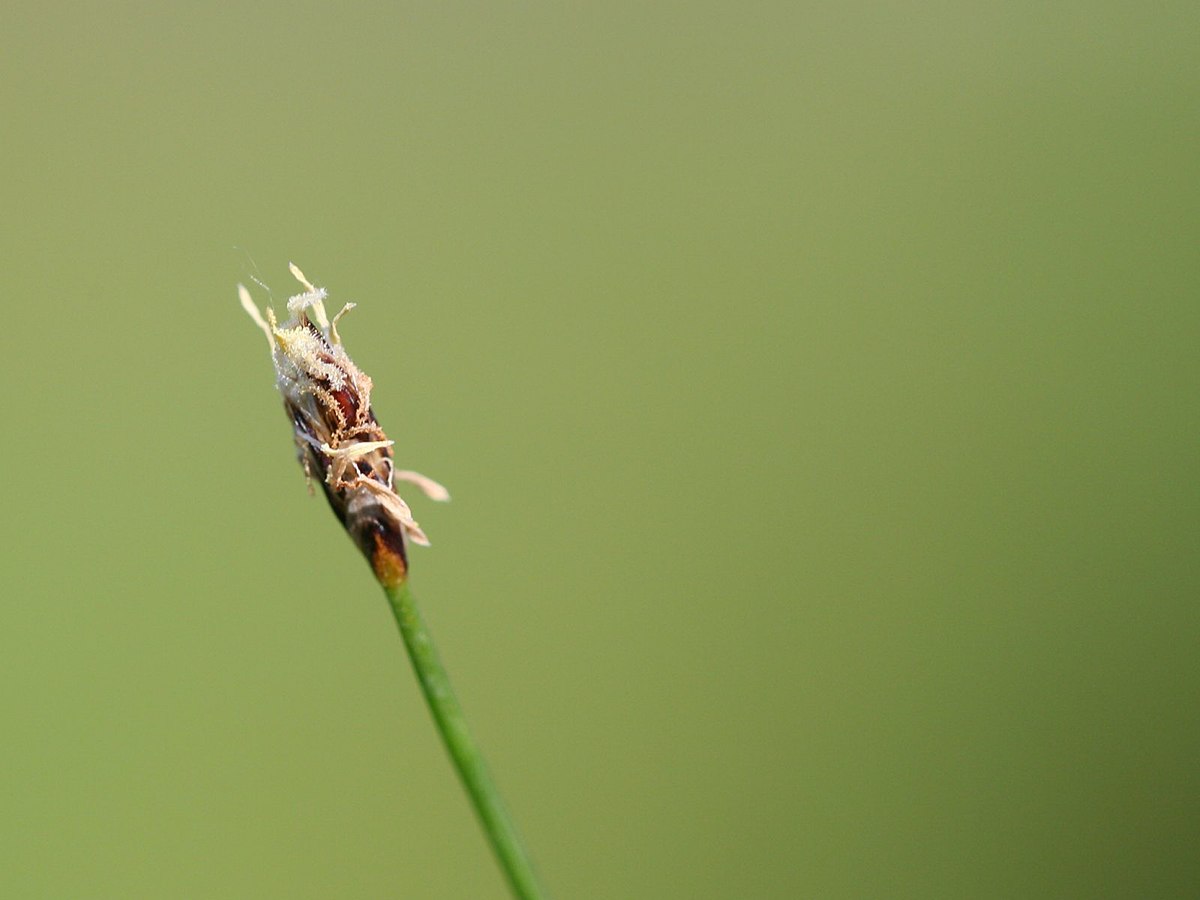 Eleocharis acicularis