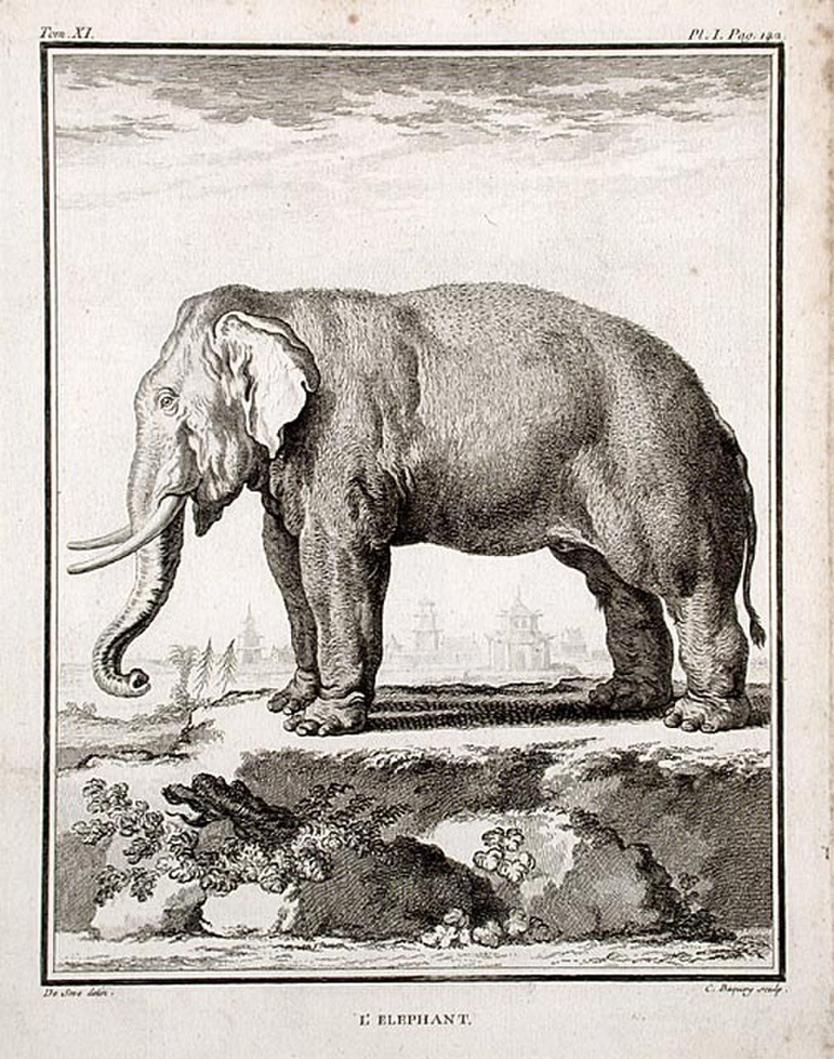 Éléphant