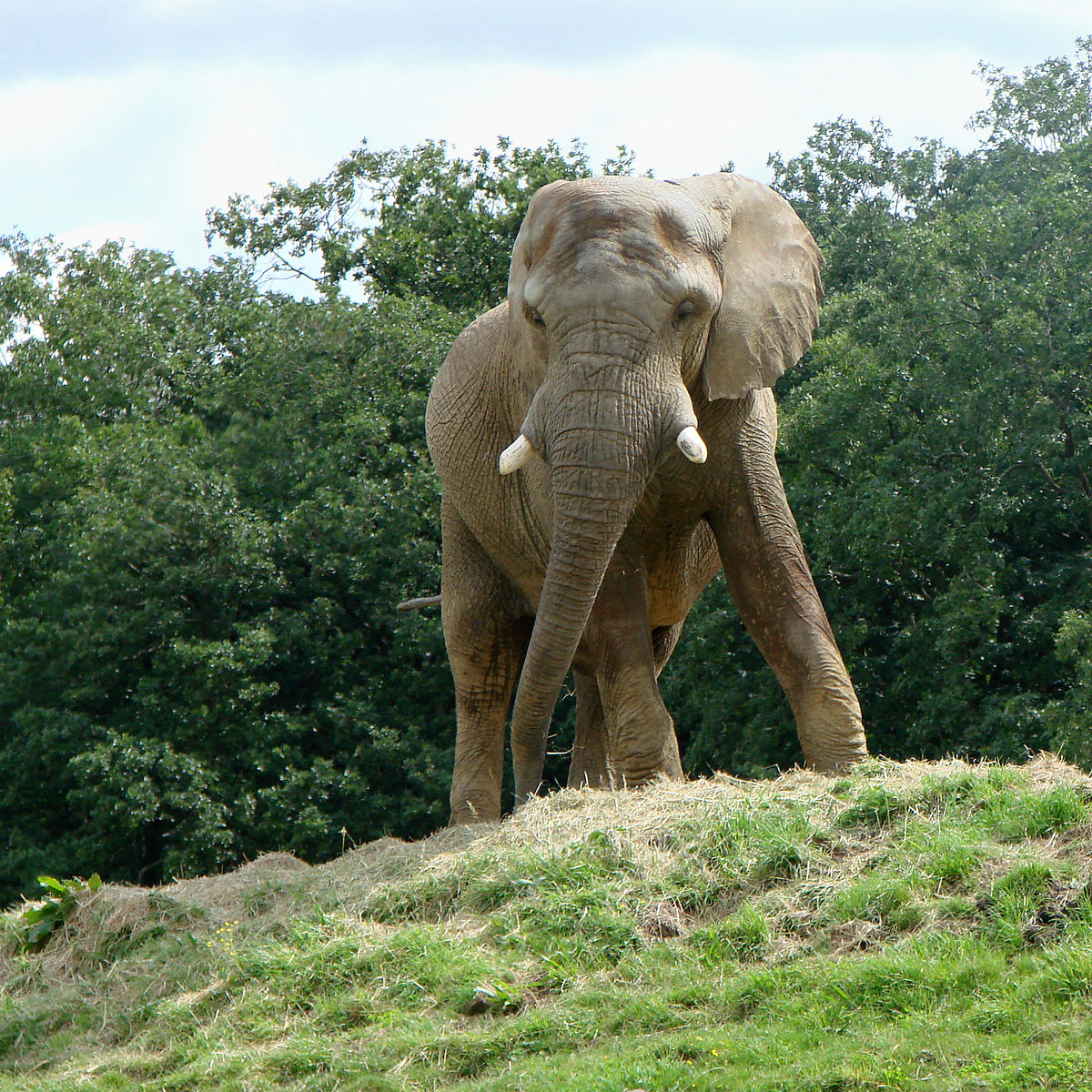 Parc zoologique de Thoiry