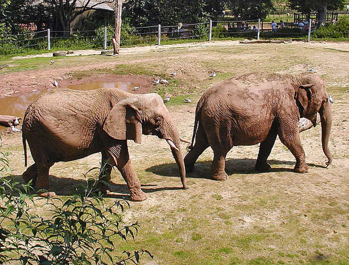 Elephantidae