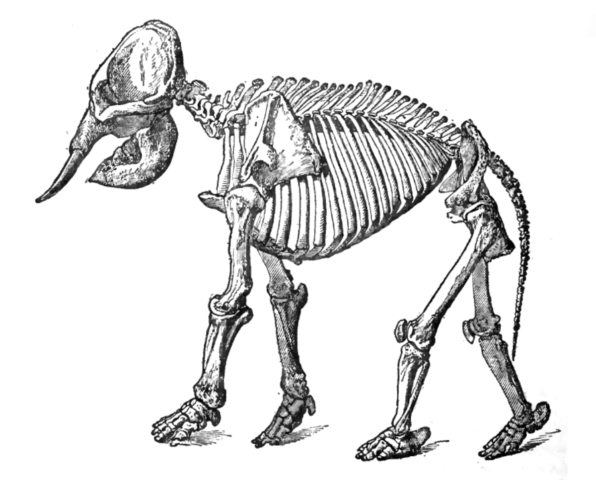 Squelette d'éléphant d'Inde
