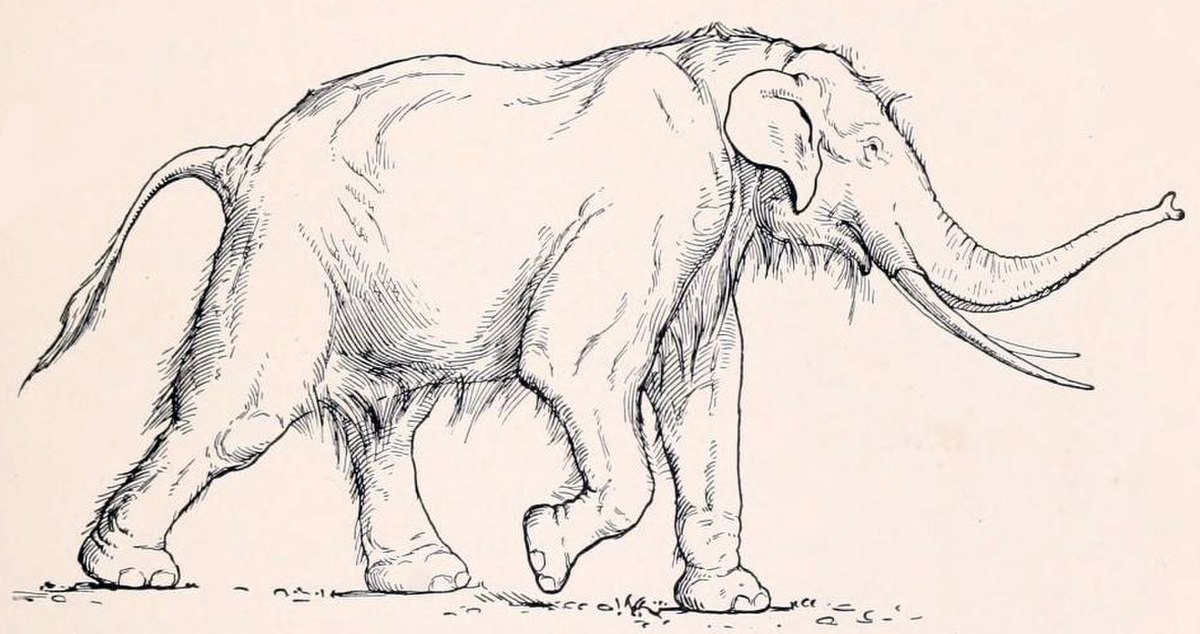 Elephas antiquus