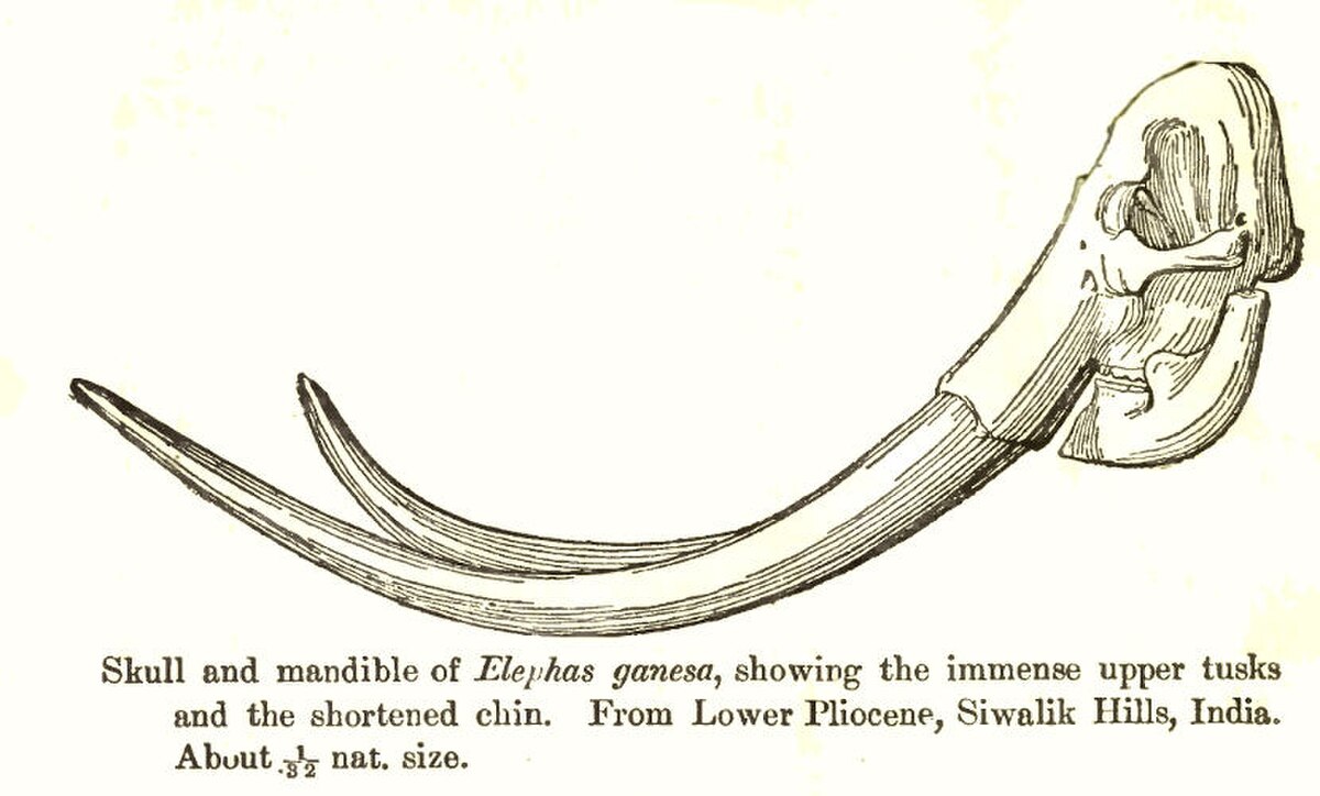 Stégodon