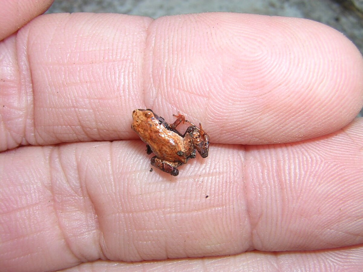 Eleutherodactylus cubanus