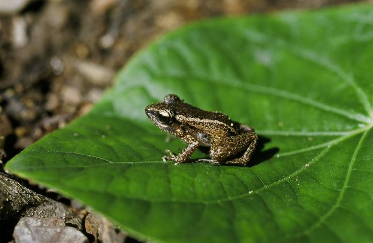 Eleutherodactylus cuneatus
