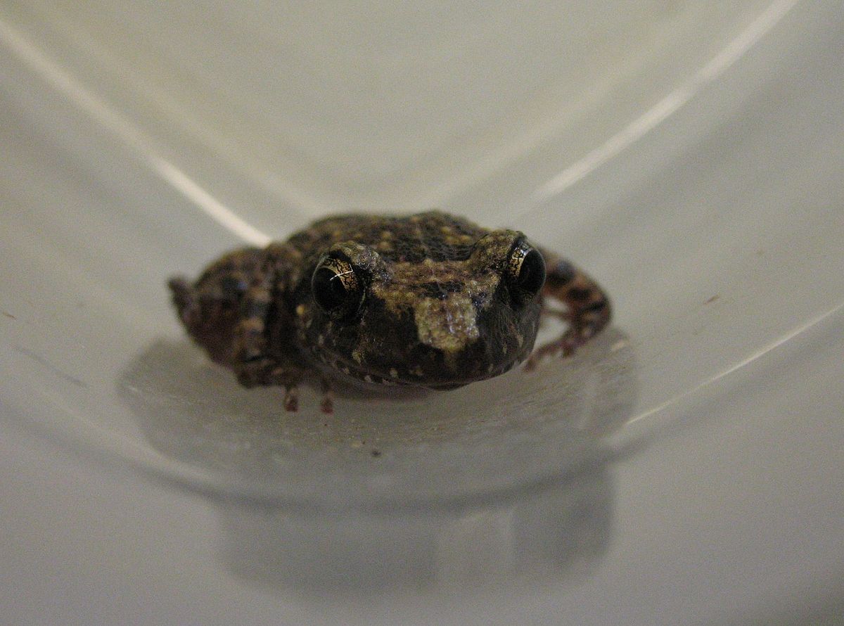 Eleutherodactylus cystignathoides