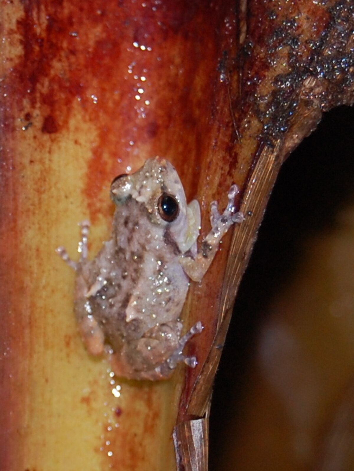 Diasporus