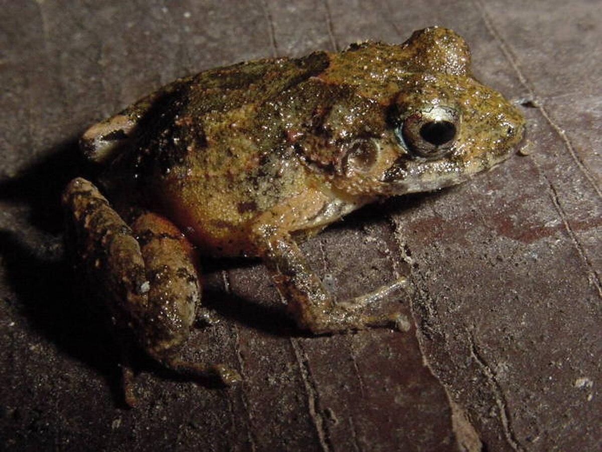 Eleutherodactylus gundlachi