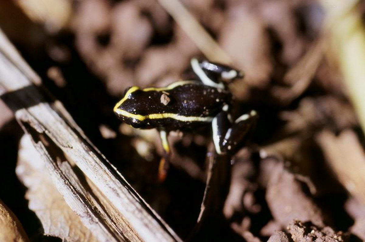 Eleutherodactylus iberia