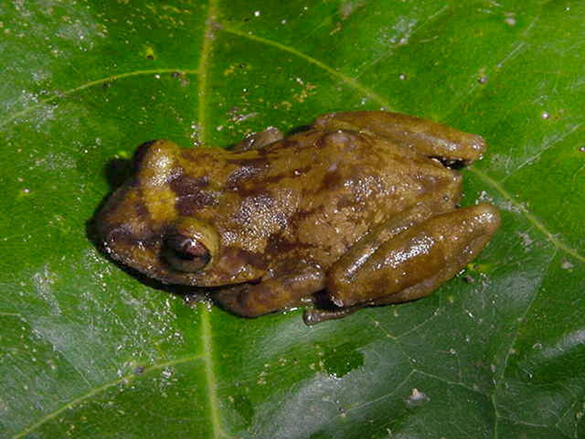 Eleutherodactylus ionthus