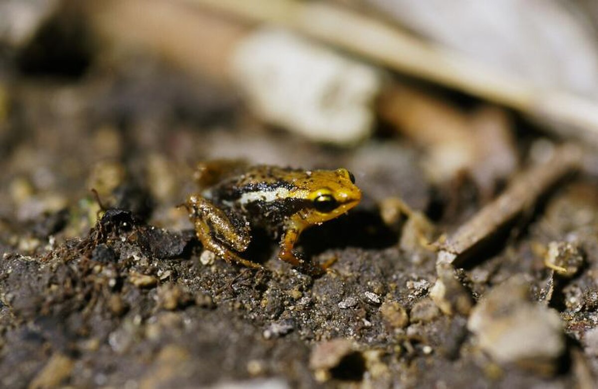Eleutherodactylus orientalis