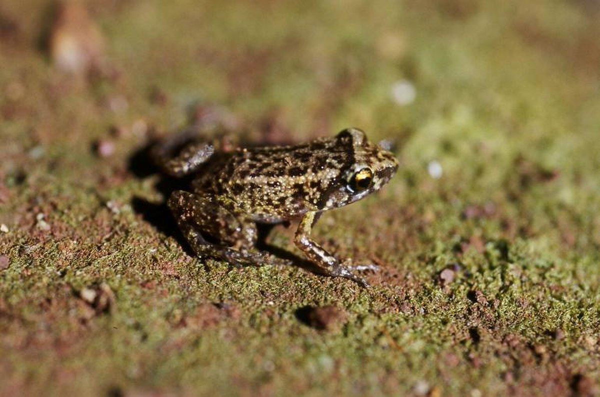 Eleutherodactylus planirostris
