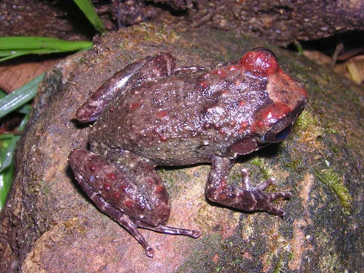 Eleutherodactylus turquinensis