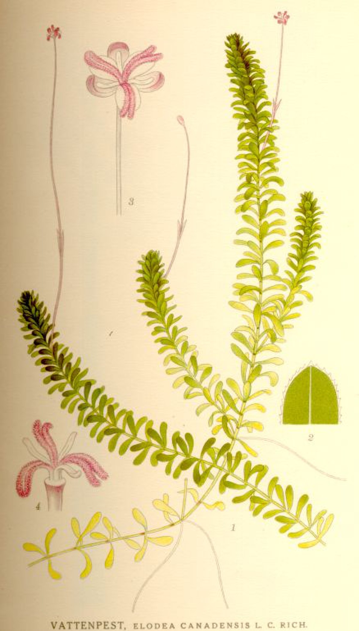 Élodée