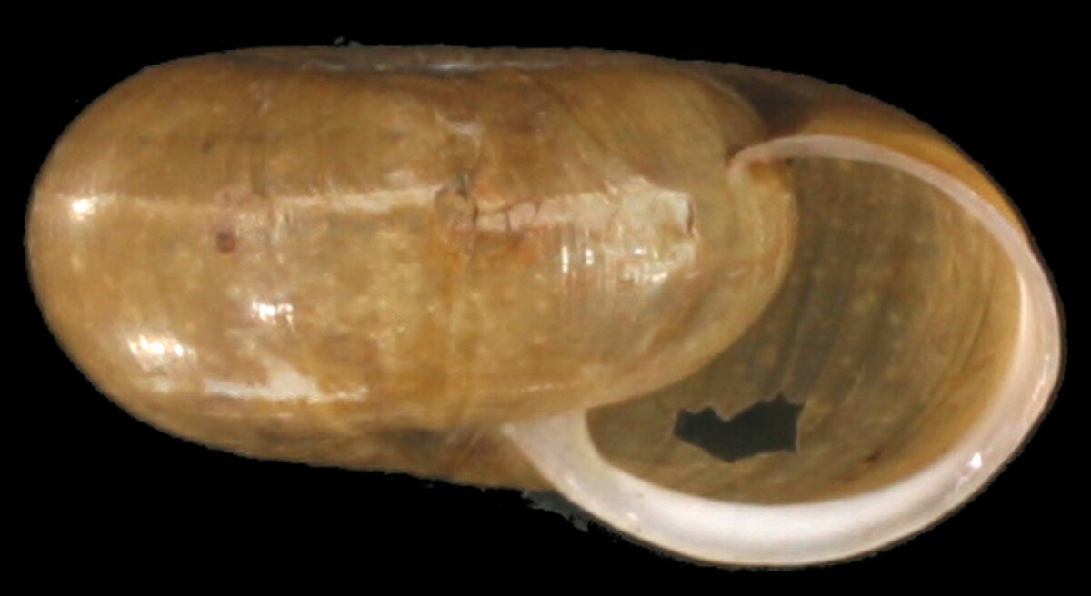 Elona quimperiana shell 2.jpg