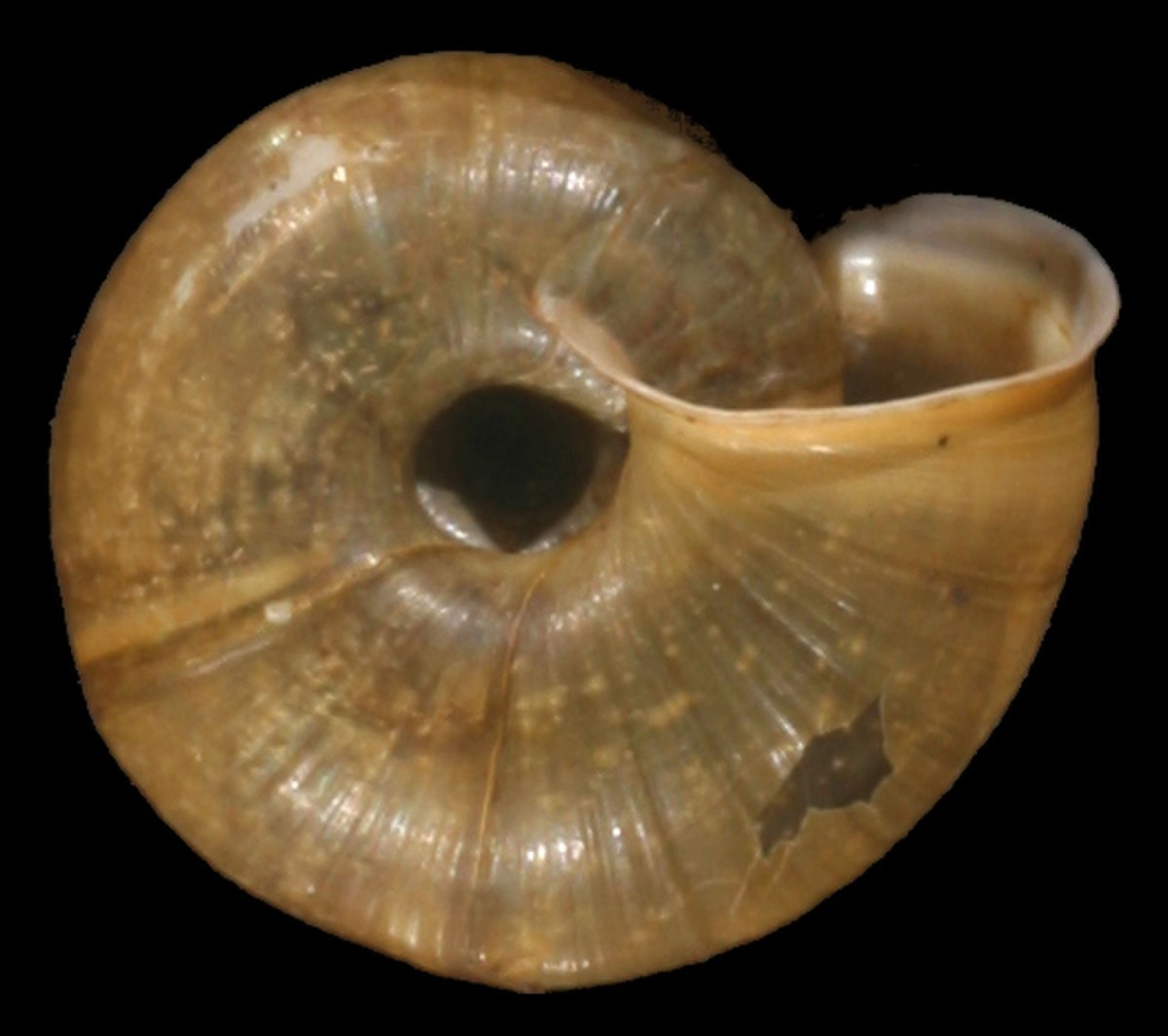 Elona quimperiana shell 3.jpg