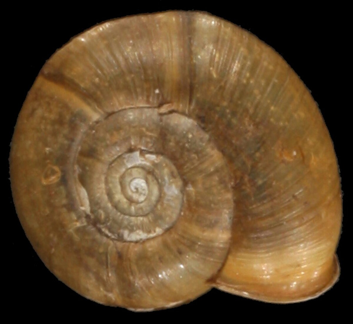 Elona quimperiana shell.jpg