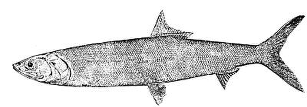 Elopidae