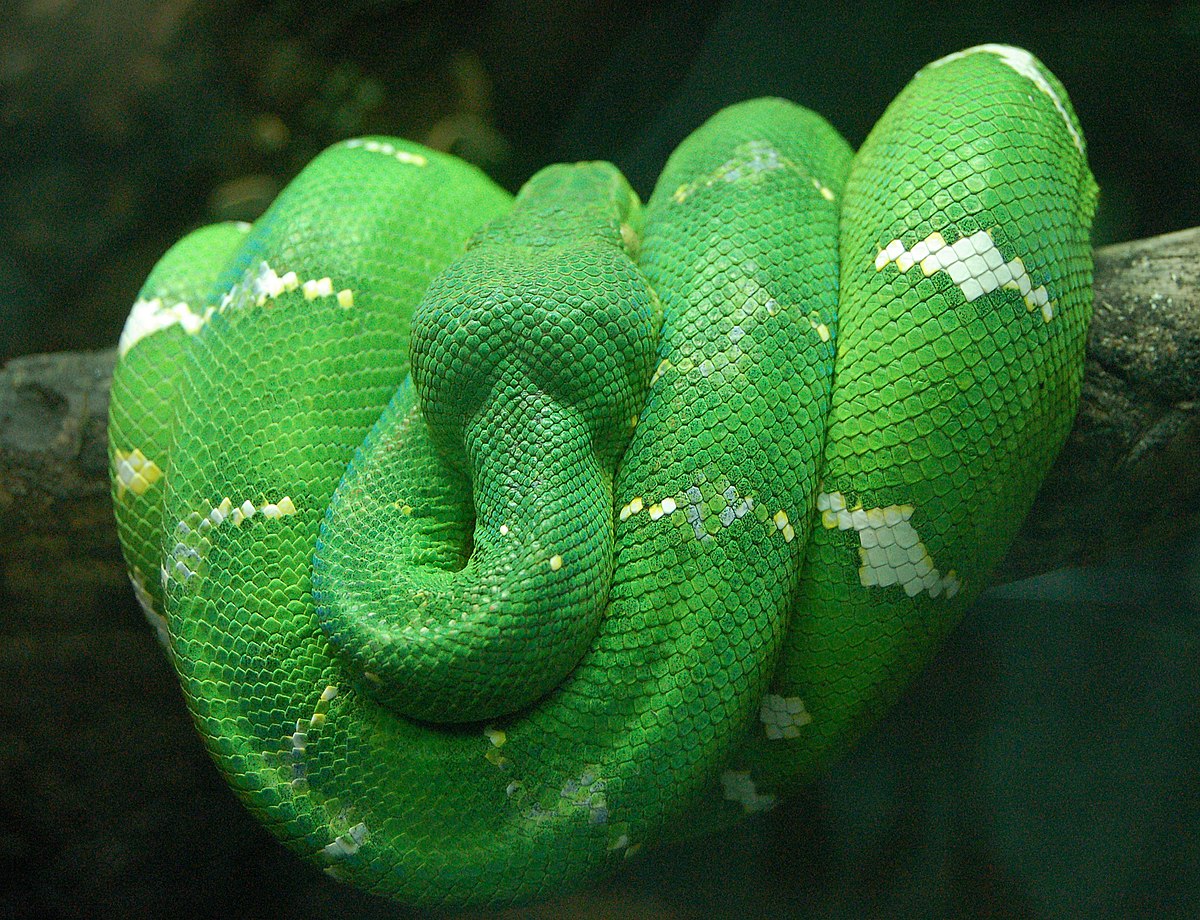 Corallus caninus