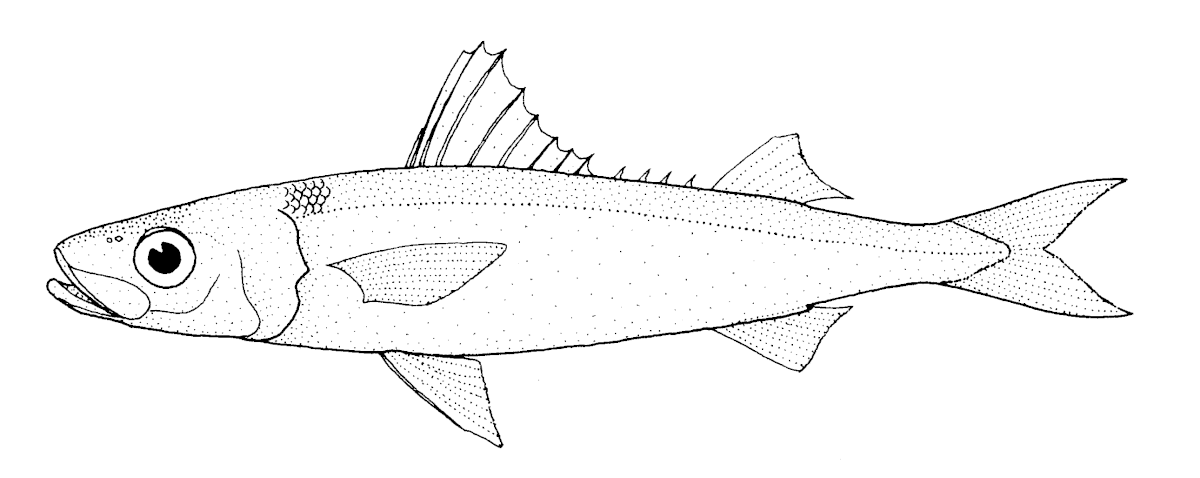 Emmelichthyidae
