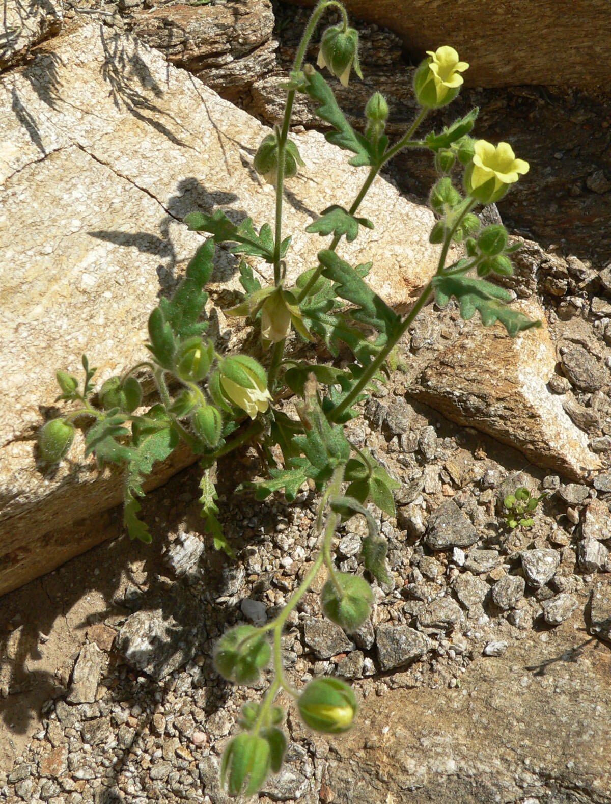 Emmenanthe penduliflora
