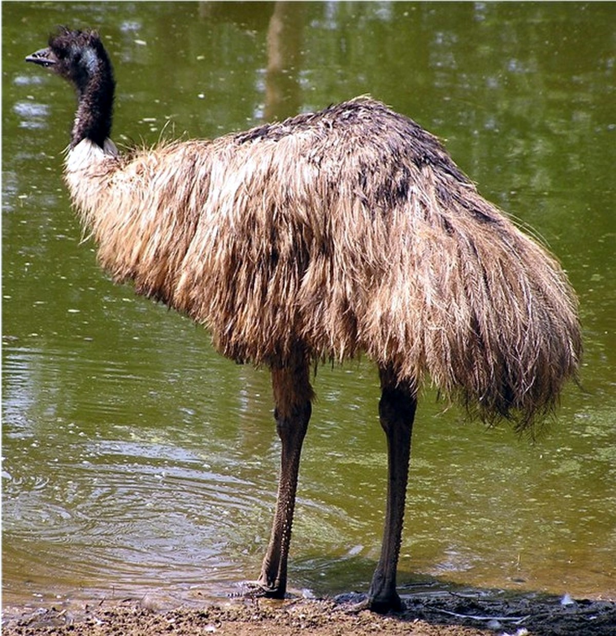 Émeu d'Australie